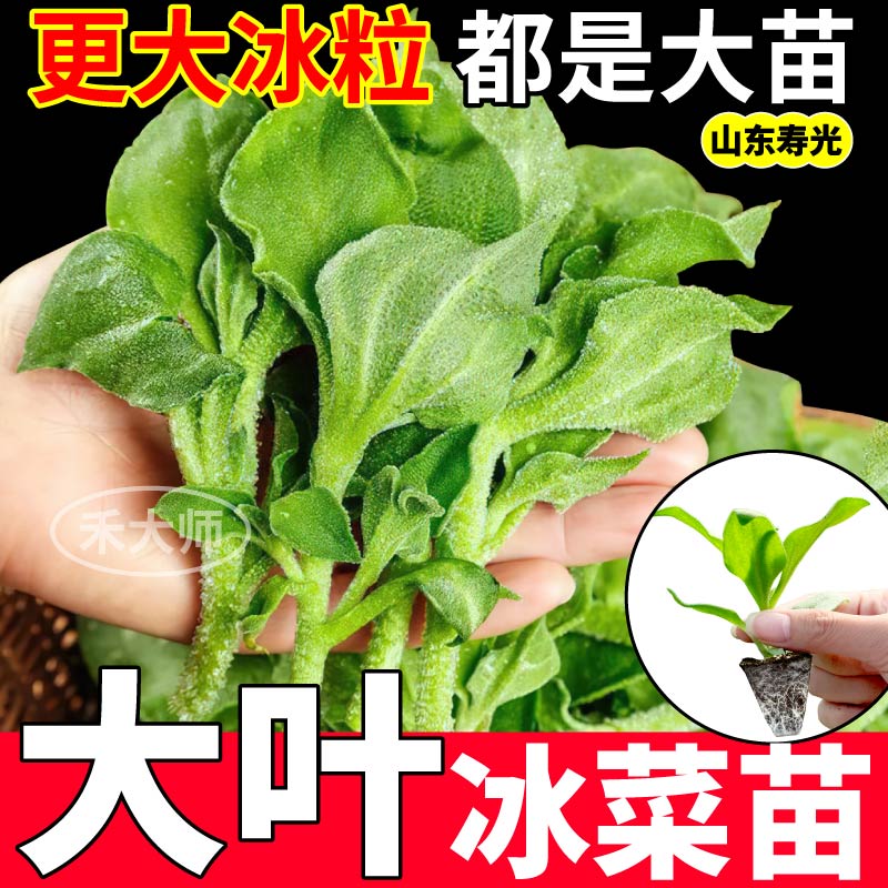 寿光正宗冰菜大苗苗秧水晶冰菜大叶种苗多茬采收耐寒耐热带穴盘苗