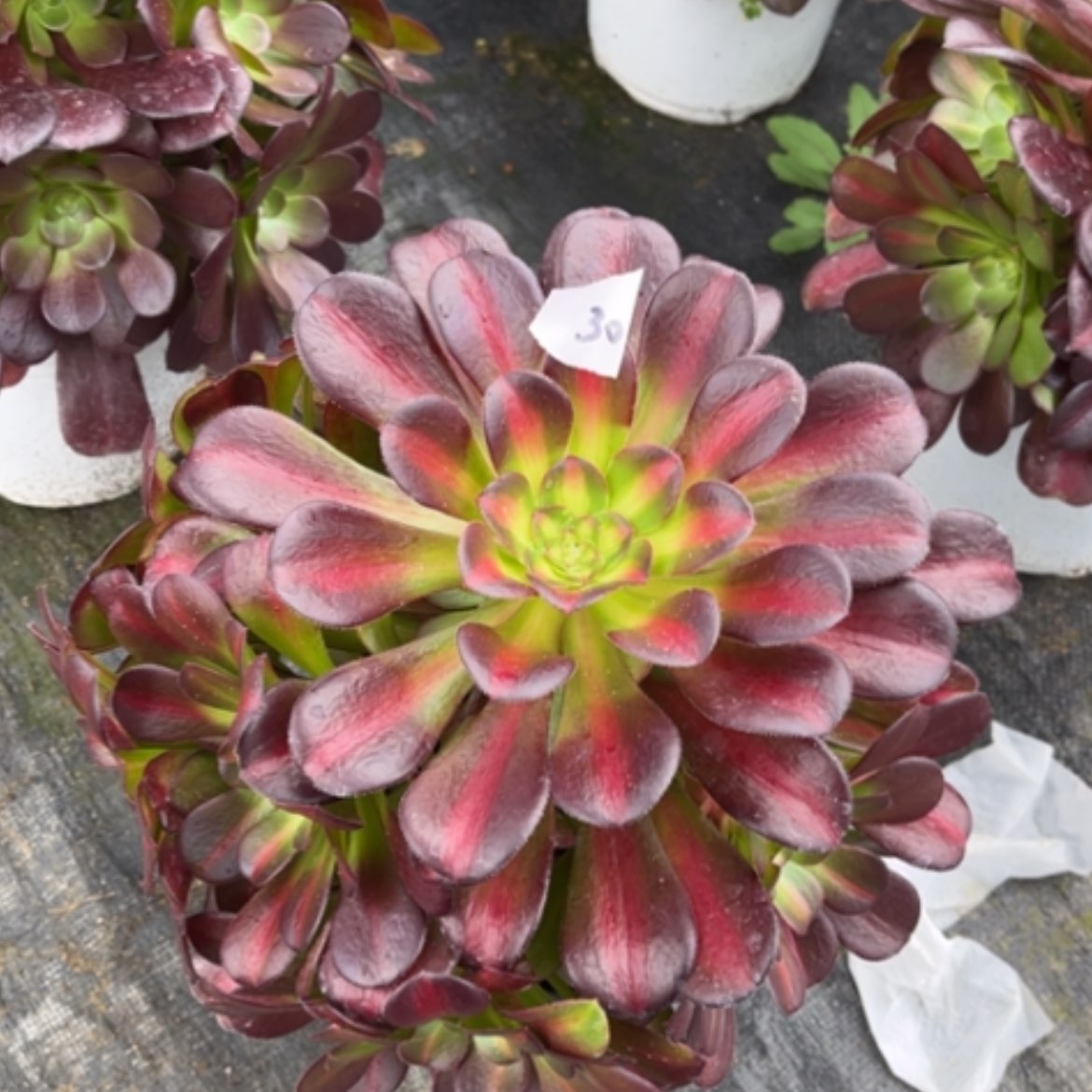【闪购商品】30花钠锦多肉法师