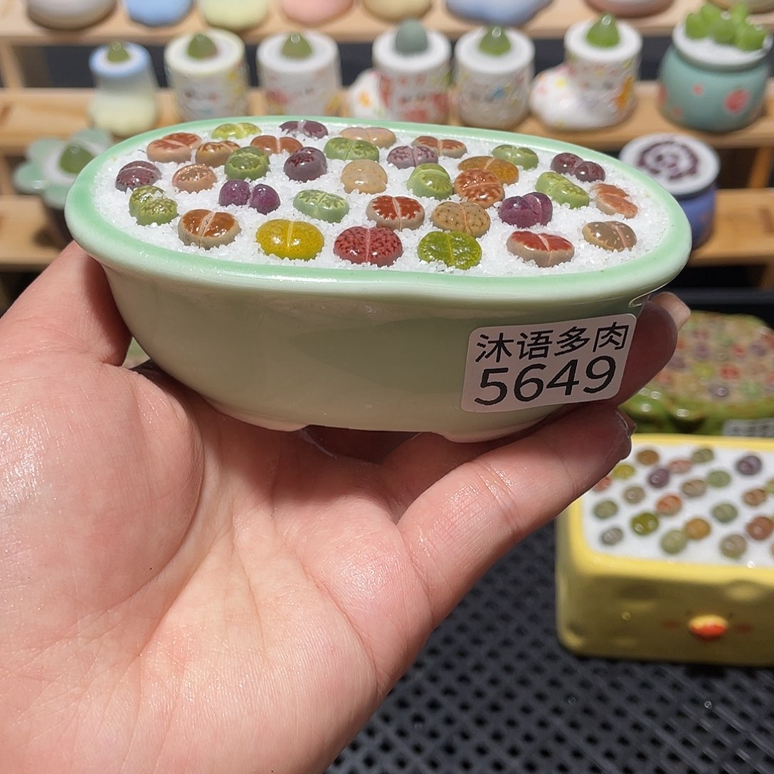 带盆土植物 一物一拍5649盆微瑕
