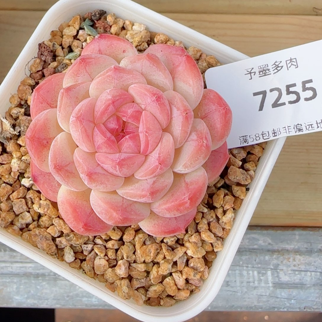 美心，7255多肉植物