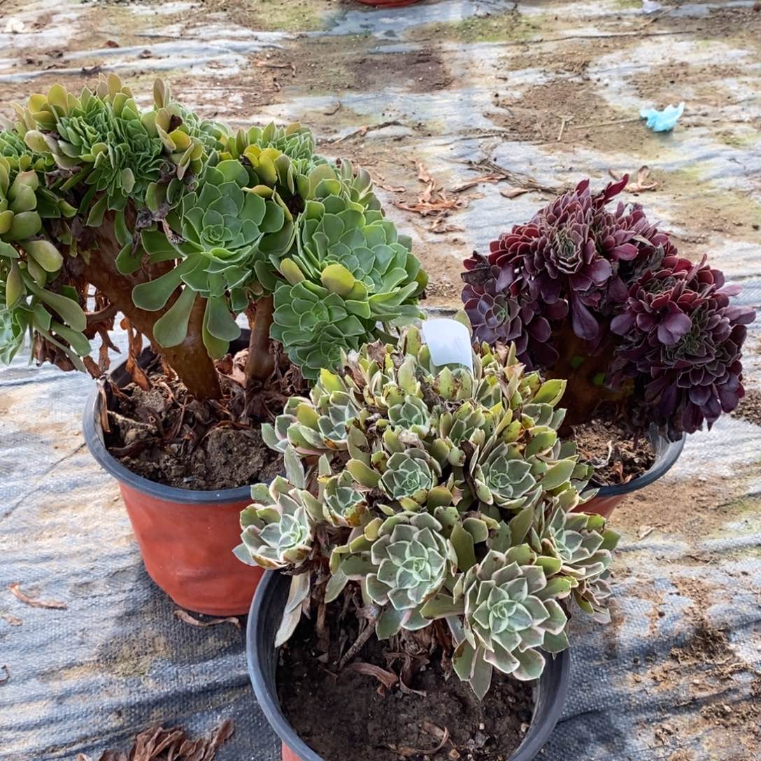 多肉植物组合拼盘5