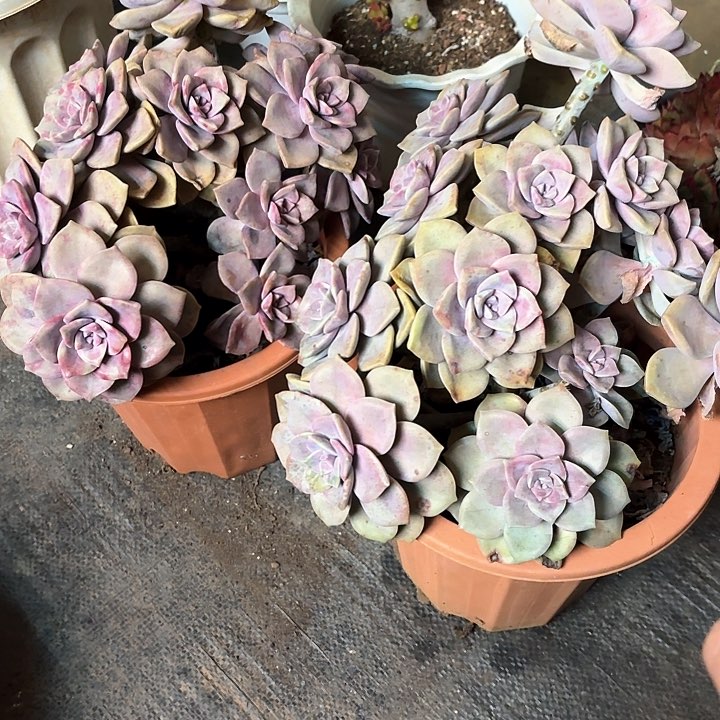 多肉植物，紫乐两颗