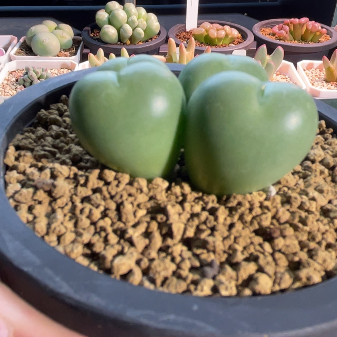 爱心小拳拳植物一物一拍