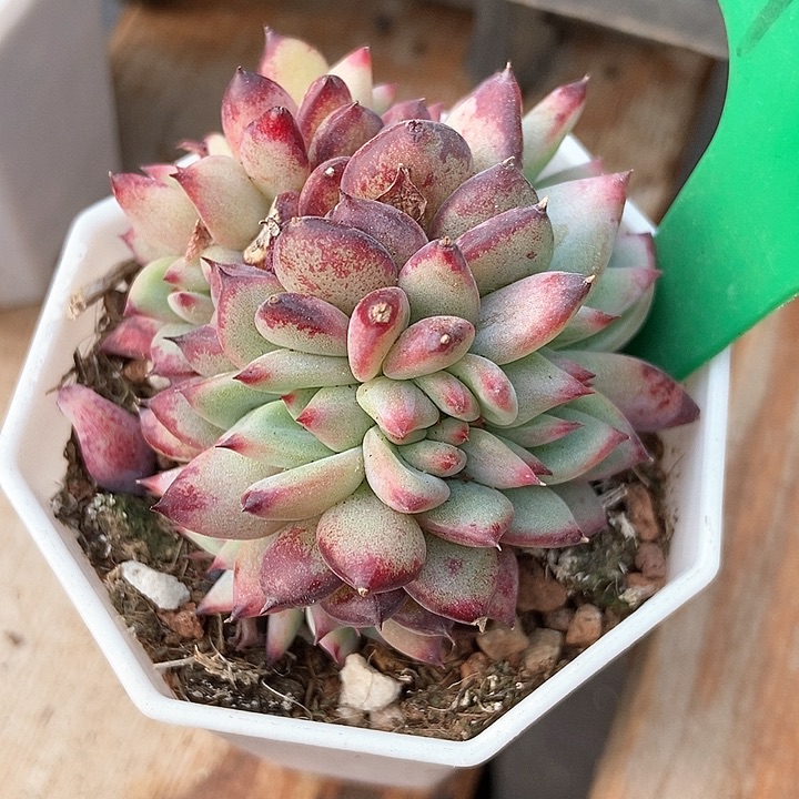 多肉植物拉糖929