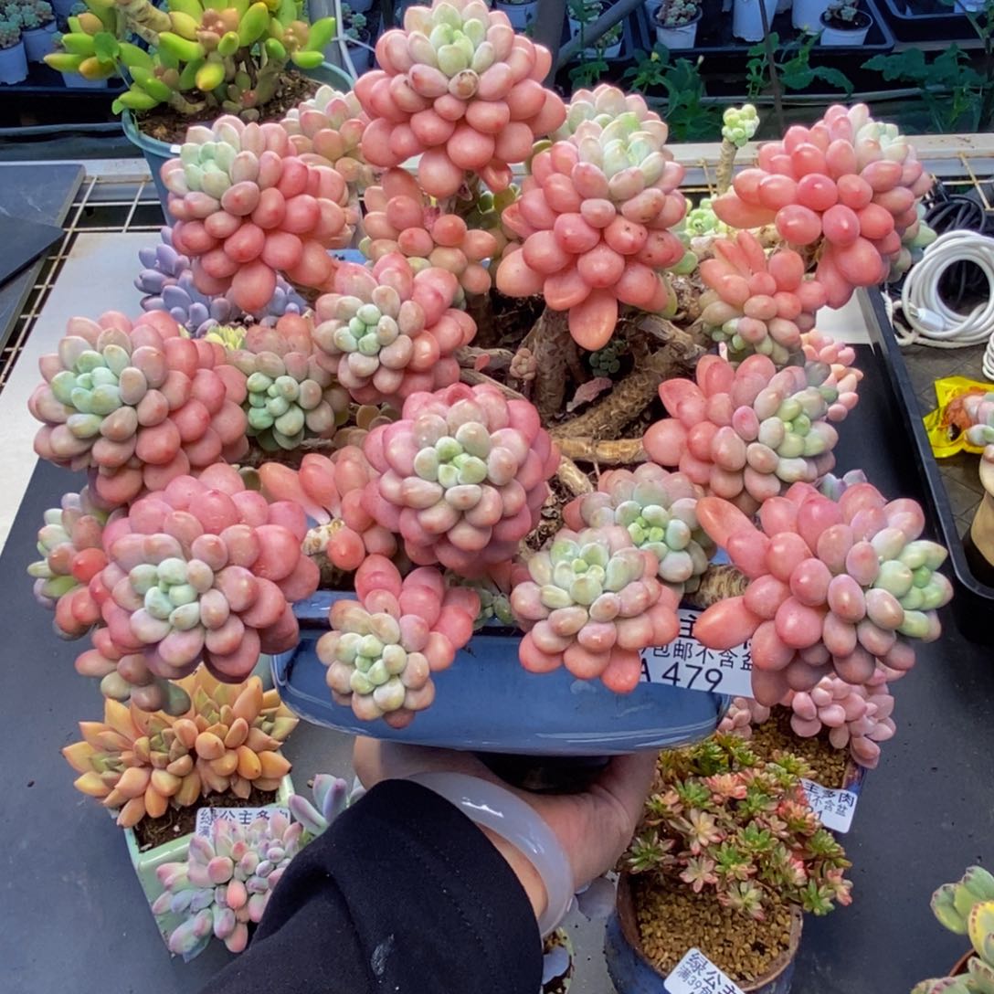 479鱼子酱多肉20c m