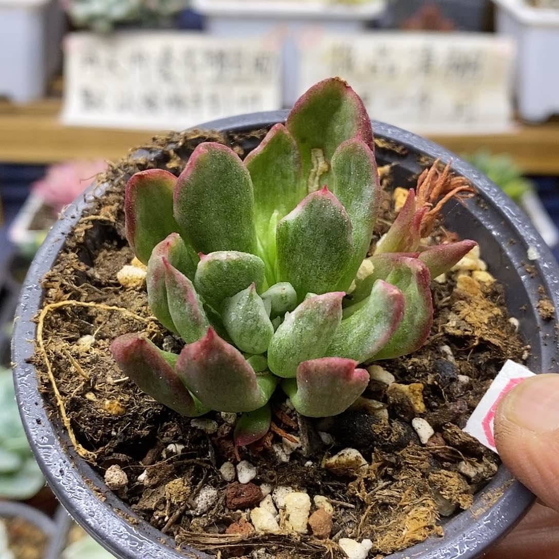 2416 不知名东云石化拉丝锦