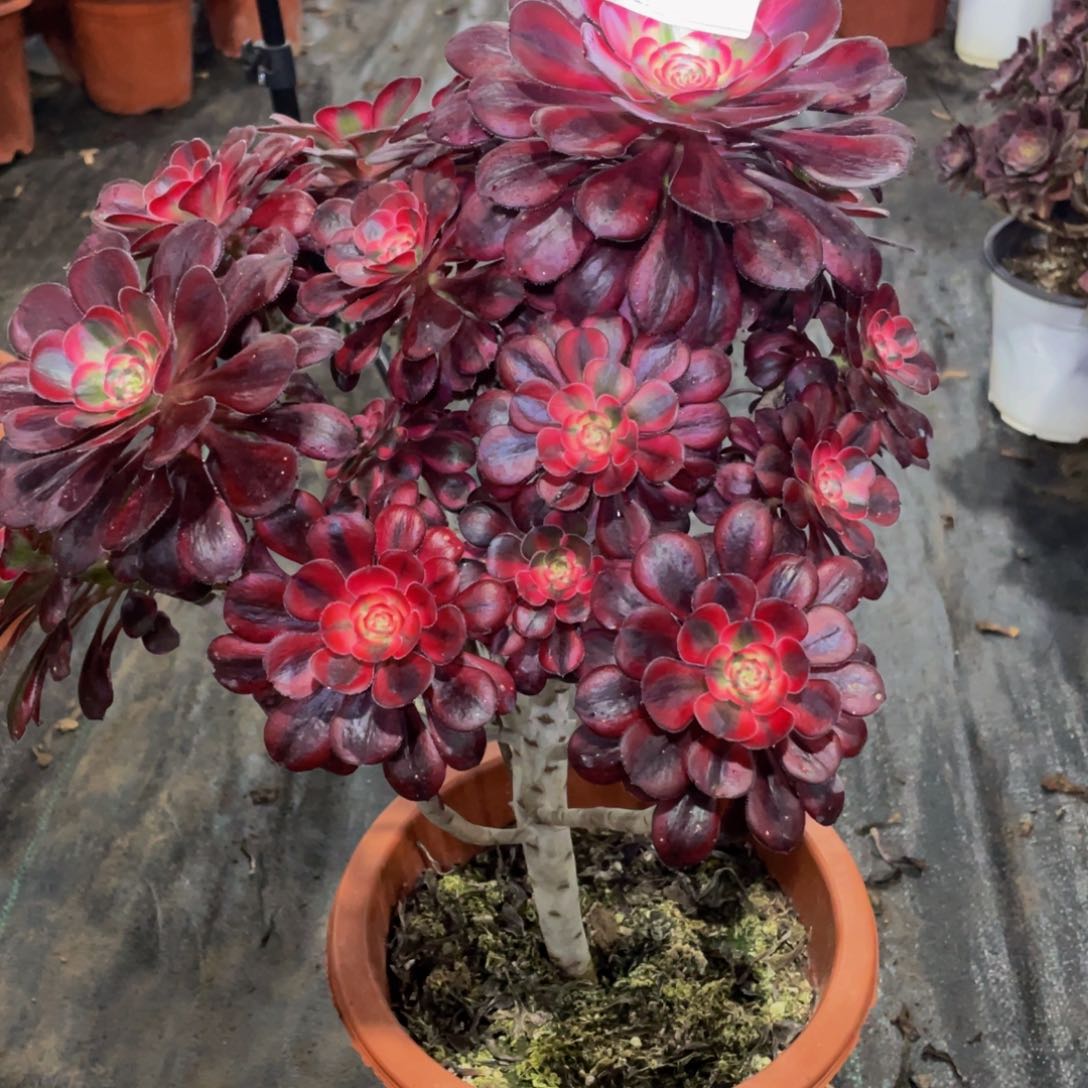 529丽娜1111111多肉