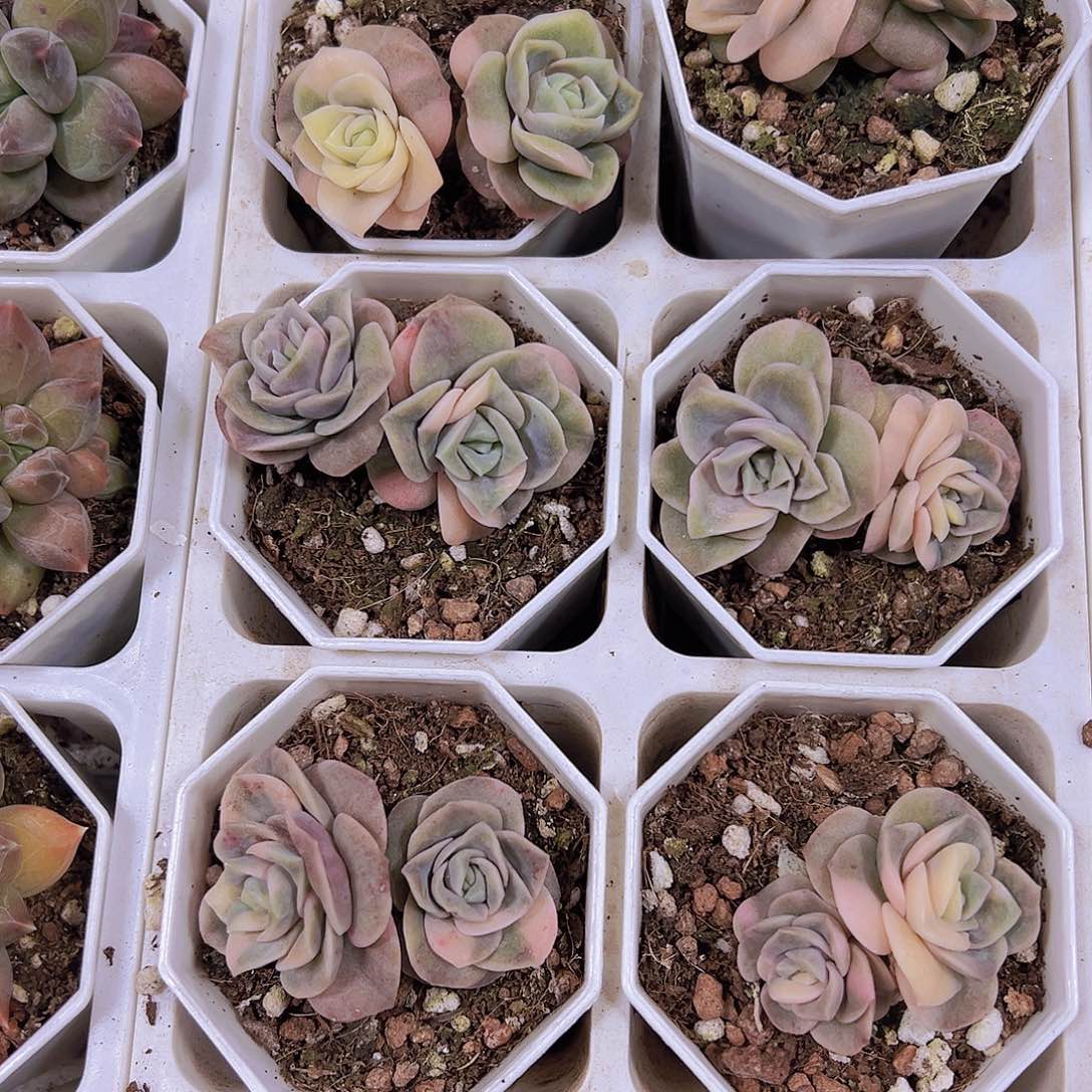 可爱玫瑰锦19包邮多肉