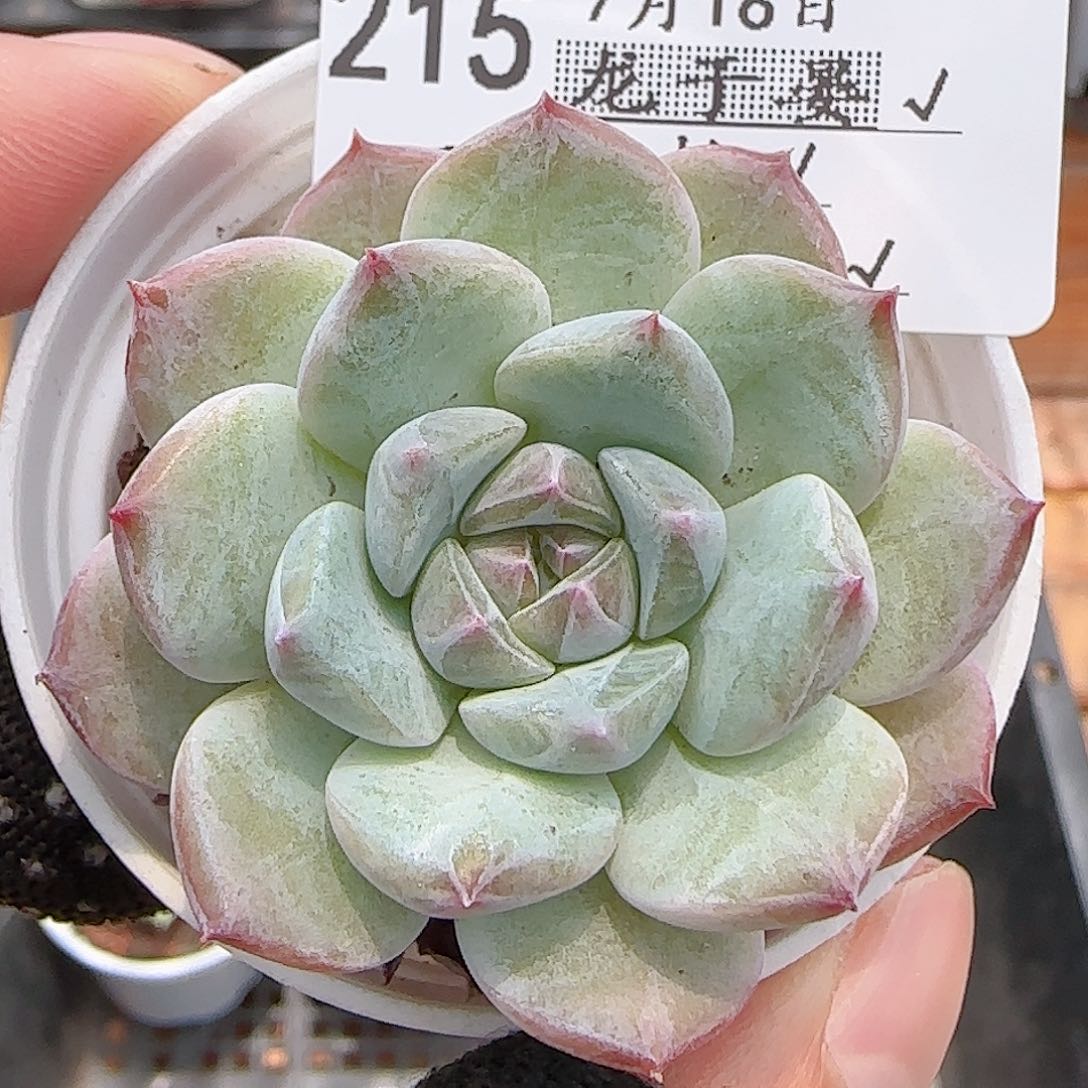 多肉0716-215糖心糖心