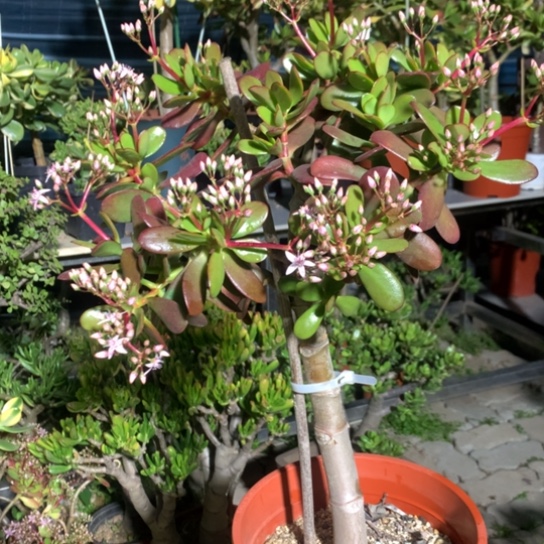 950紫叶脱土发货