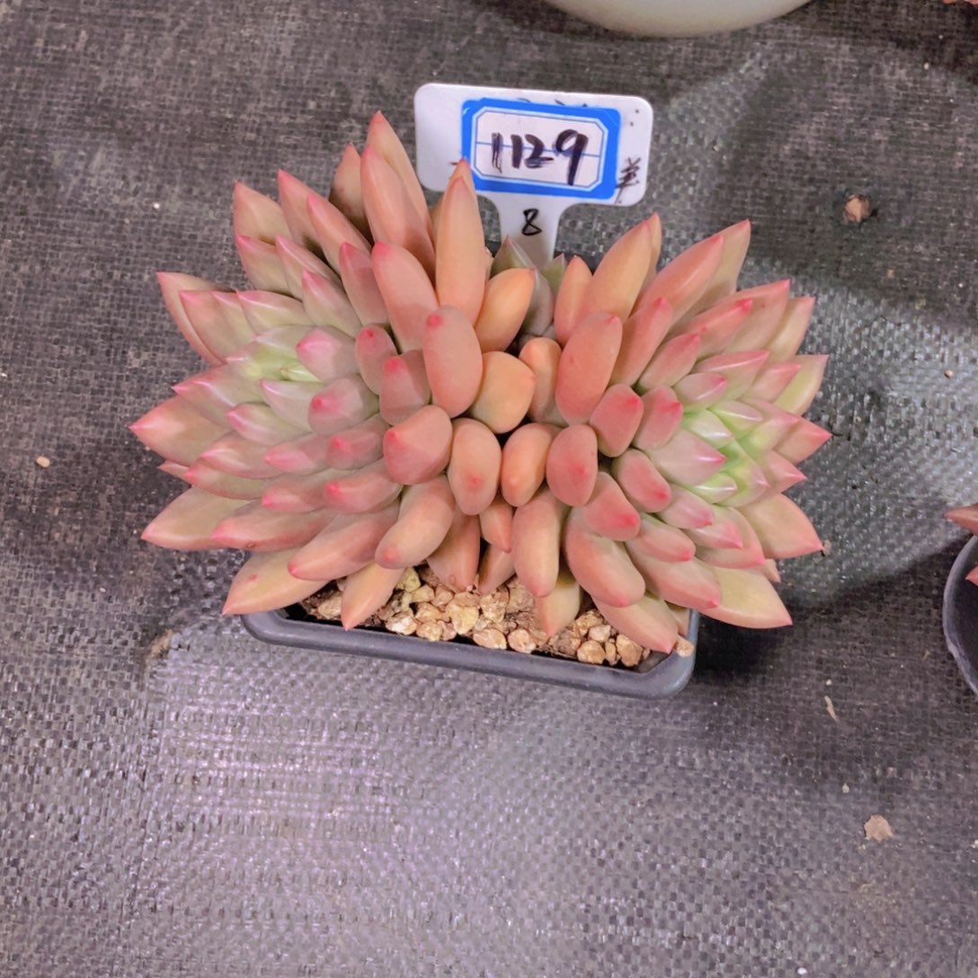 小***肥1129双头米其林一颗