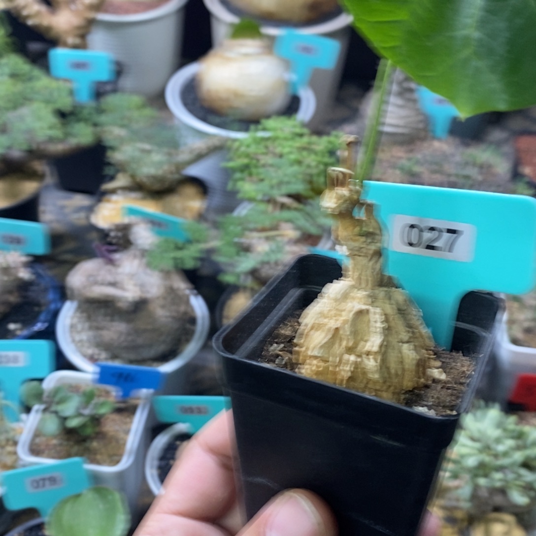 龟甲罗摩多肉植物