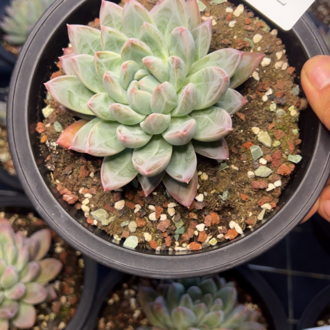 ღ****7952多肉多肉多多