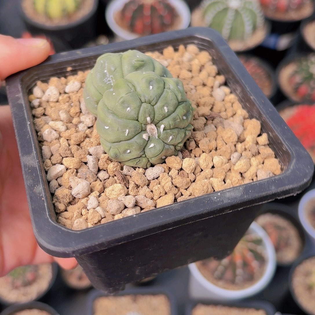 泰系实生兜双头福利