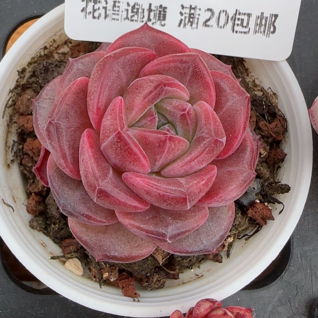 花语逸境0216-286