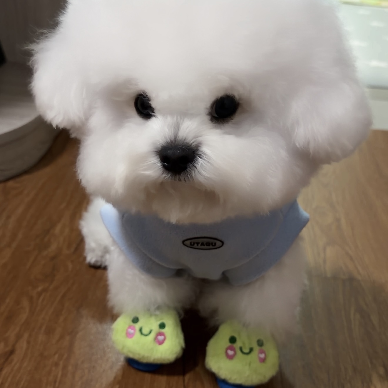 【丧彪鞋】好咕咕鞋袜小B熊的麻麻宠物鞋可外穿舒适防脏狗鞋