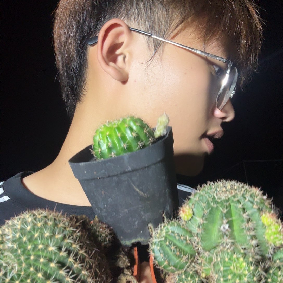 无花朵丽花三颗一颗小球带盆土发货