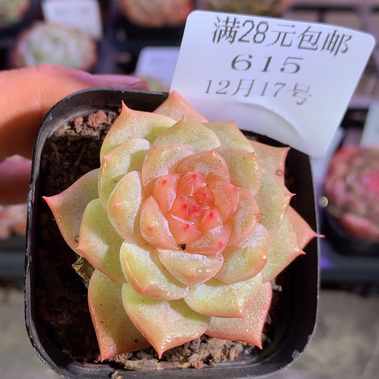 【闪购商品】云615