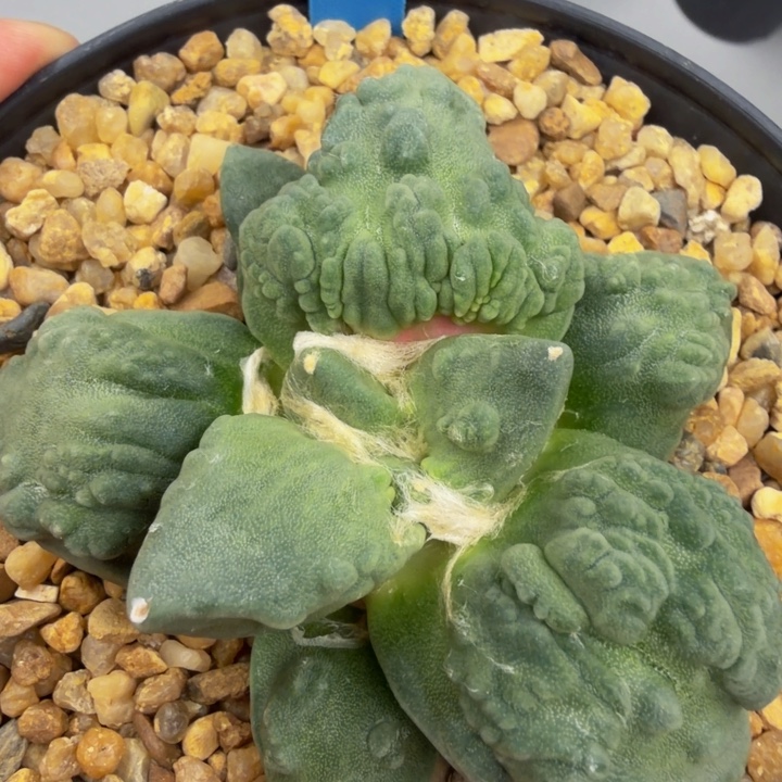 双十二大漏大型翻边血怒