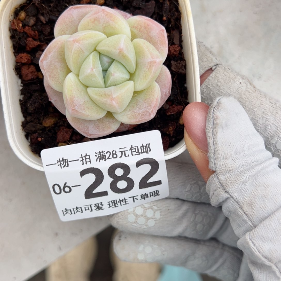 冰玉，多肉多肉多肉多肉