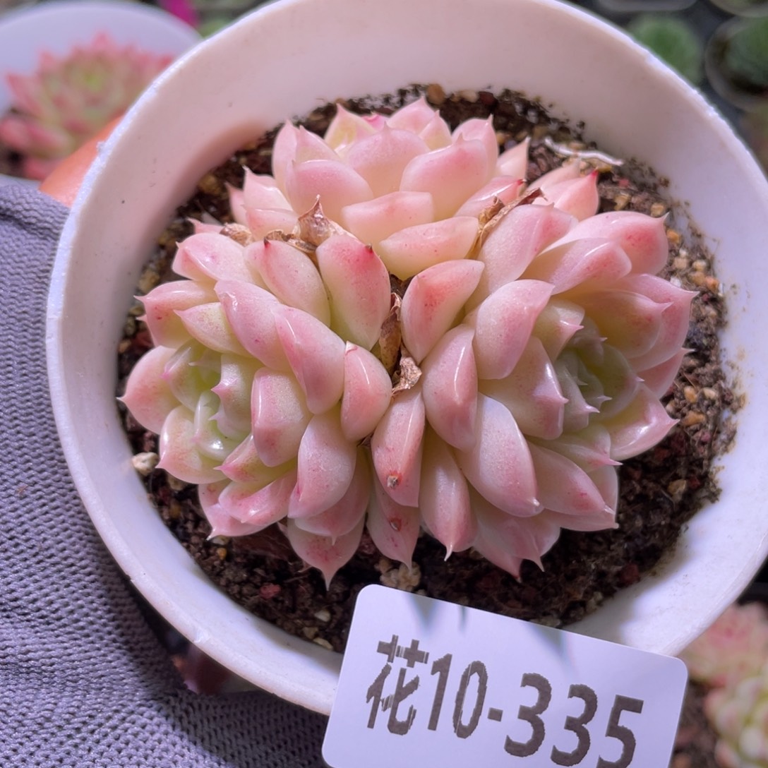 花利美10-335麦秆 