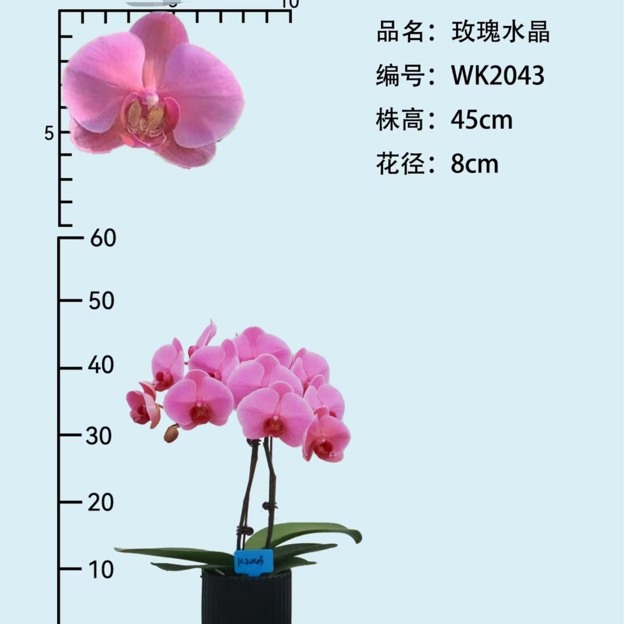 【玫瑰水晶】蝴蝶兰花苗3.5寸