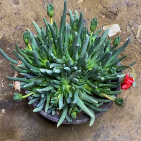 奔龙多肉植物 5309