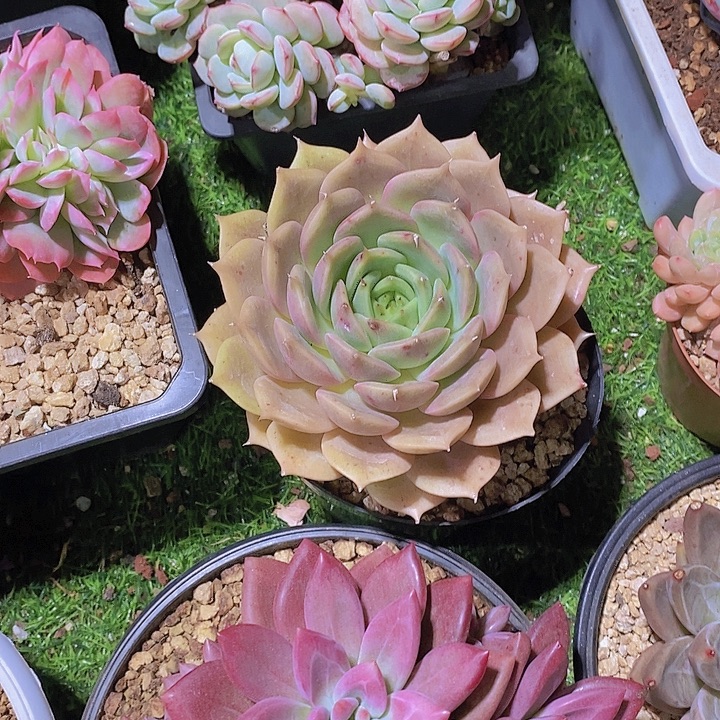 ****生贝加尔湖多肉植物