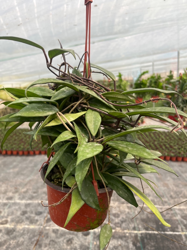 【黑巴顿】球兰盆栽 不包叶损 爬藤攀援吊兰植物