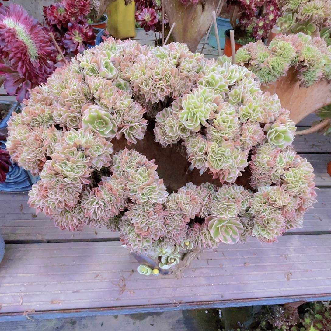 【闪购商品】无花朵粉女巫
