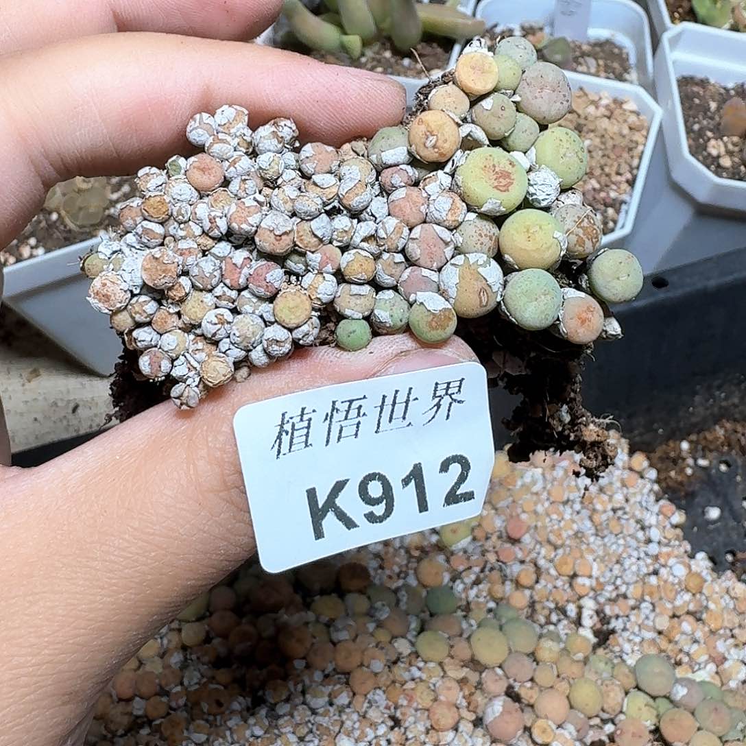 912号多肉植物哇c v