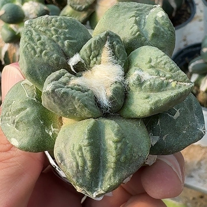 无花朵苗接龟甲怒582