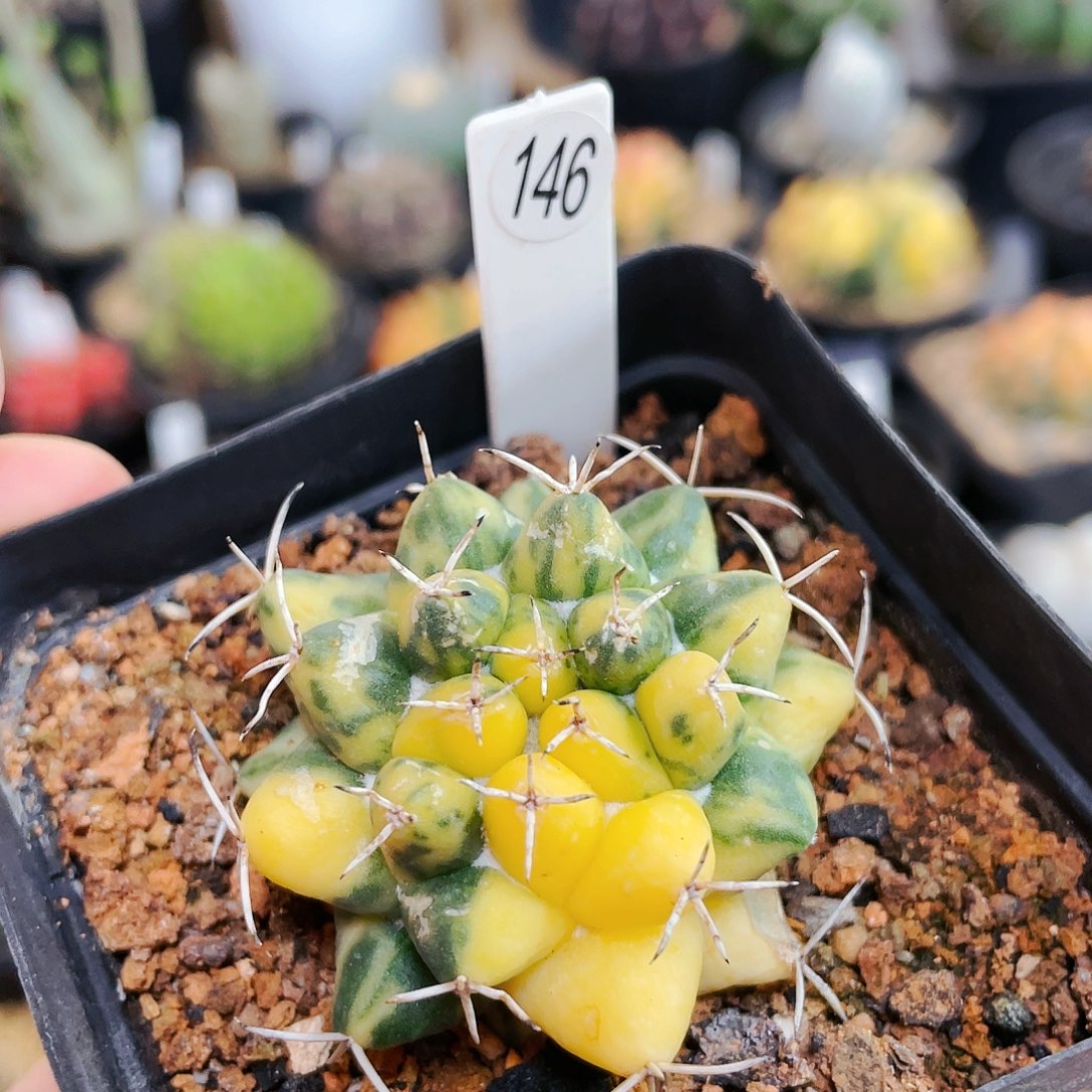 魔象锦非偏远地区满25包邮仙人球