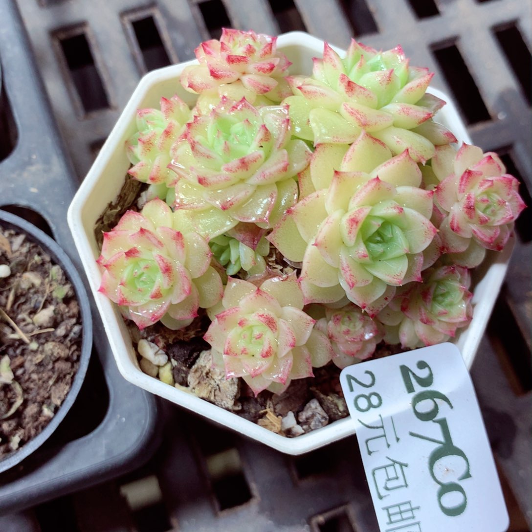 5厘米盆精控多肉267