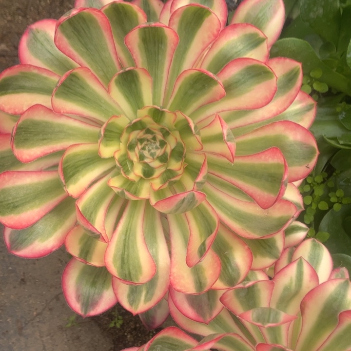 爱丽丝嫁接多肉植物