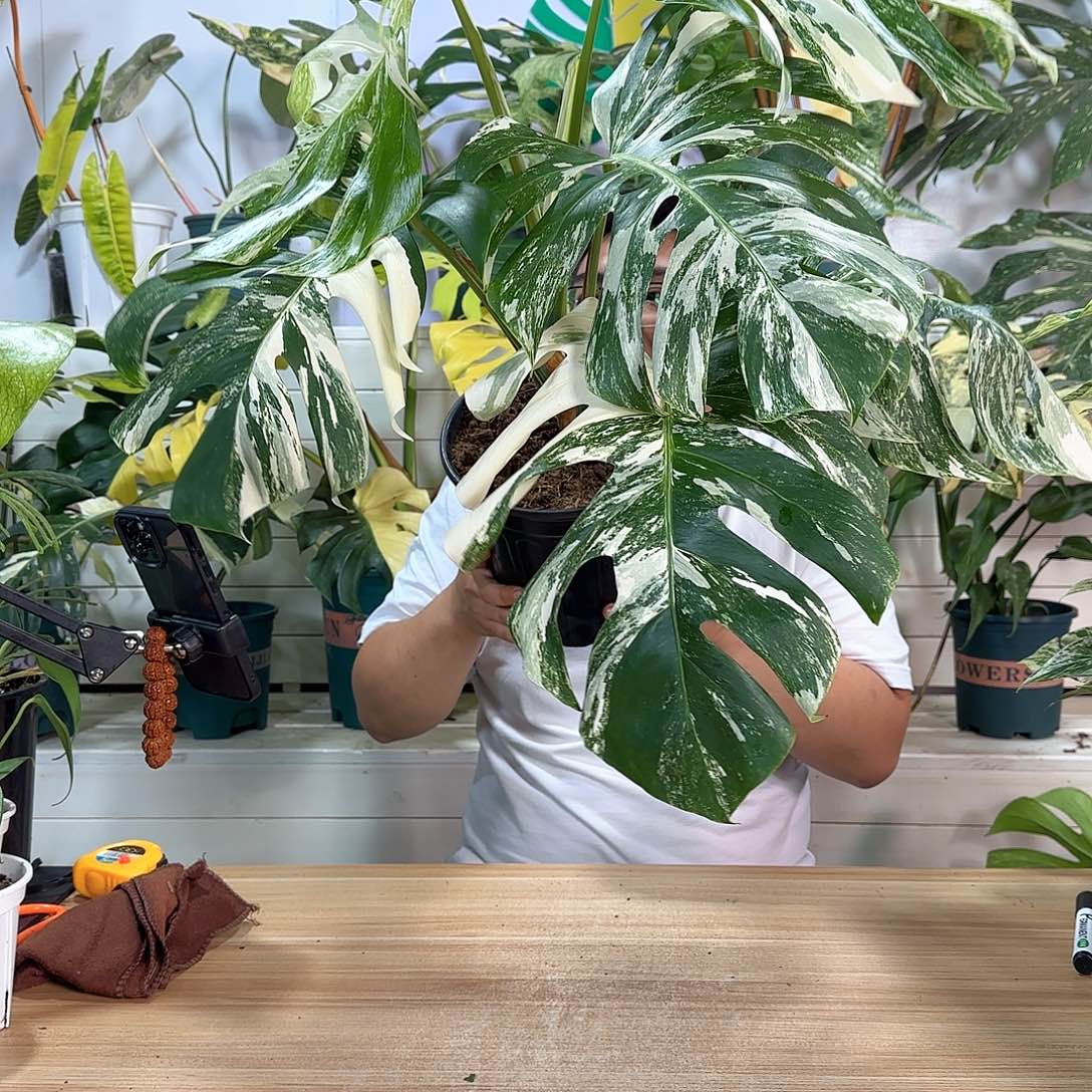 白龟6叶顶芽1111111