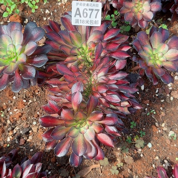 多肉法师晚霞七彩缀化