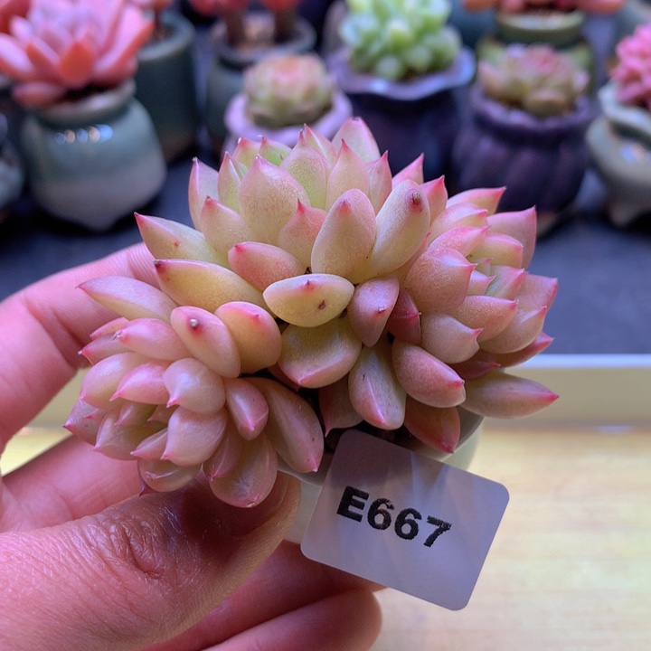 一物一拍满38包邮 E667