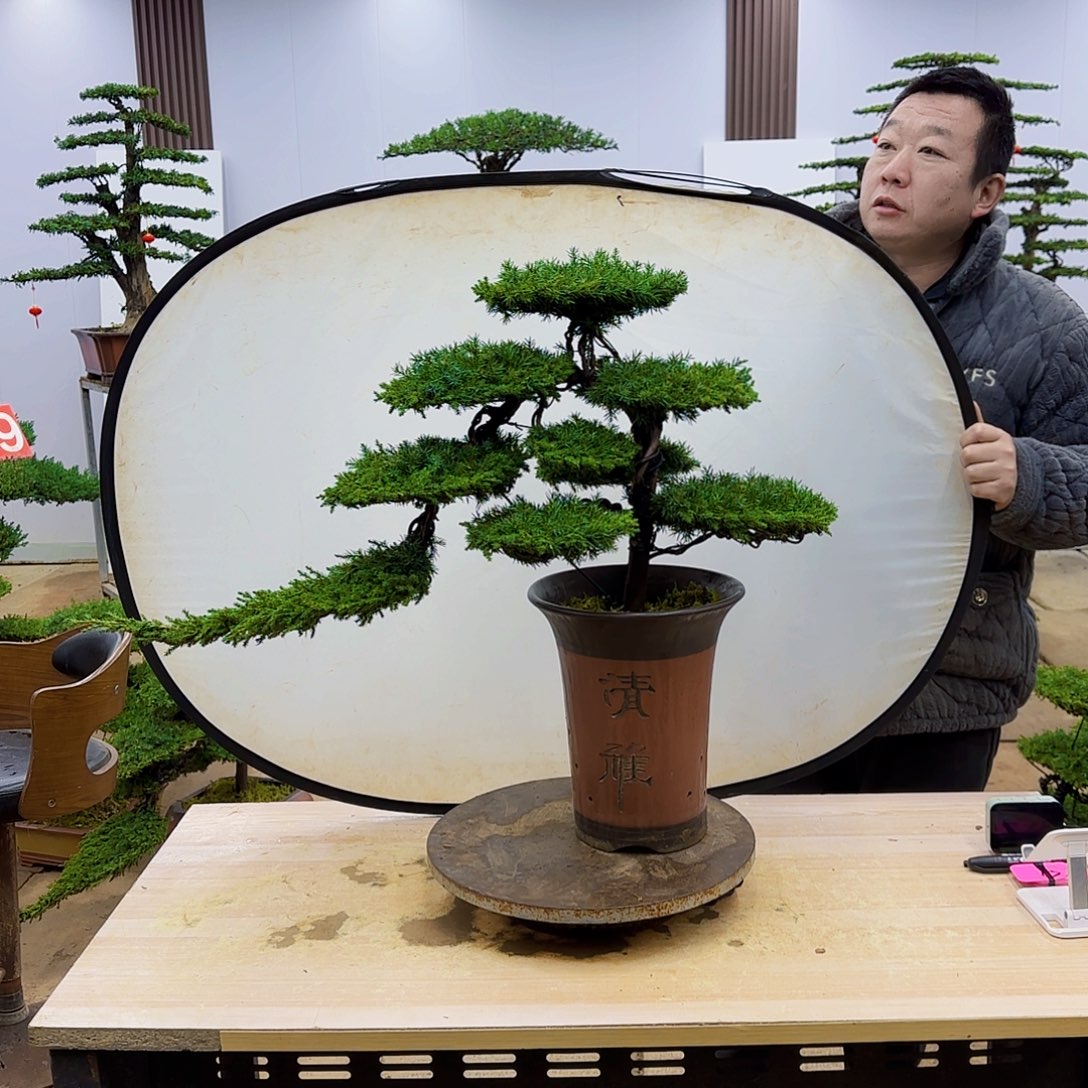 盆景直播间一物一拍