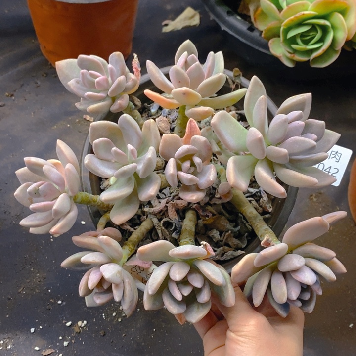 夏悦多肉0211-42冬美人