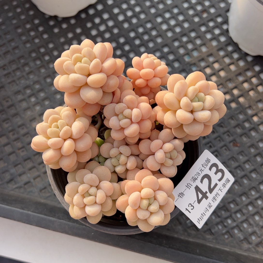 洛可可多肉多肉多肉多肉