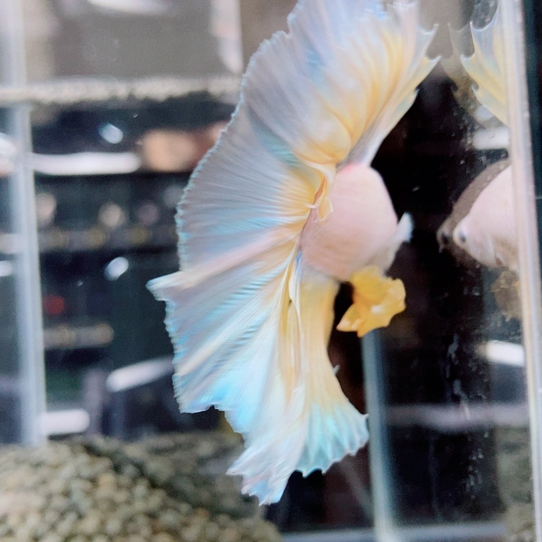 斗鱼黑201号a a a a a