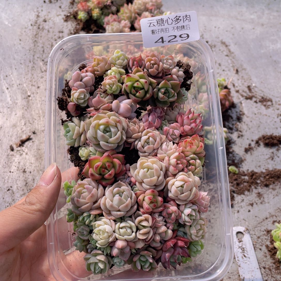 云糖心多肉植物429