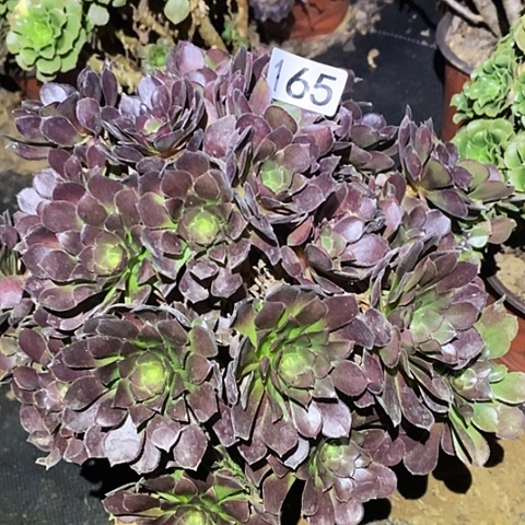 多肉植物法师165荷兰玫瑰