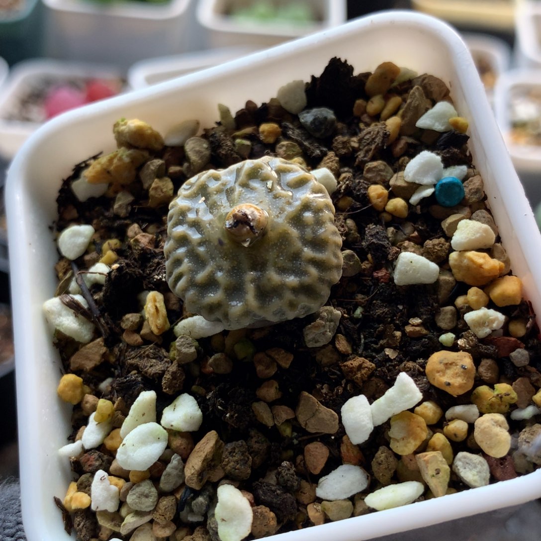 856超级烧卖母本一颗