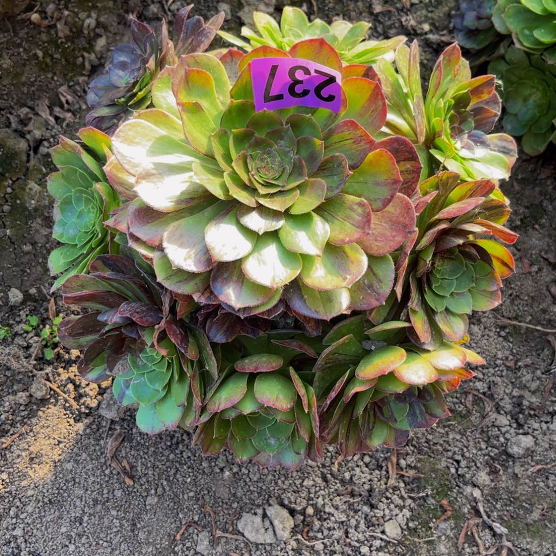 花月夜26//—43包邮