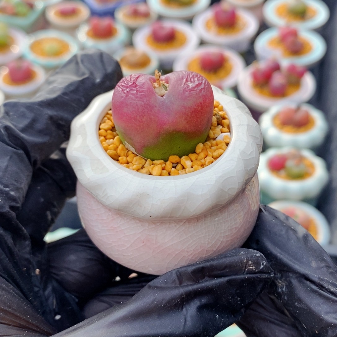 4977--一物一拍 带盆