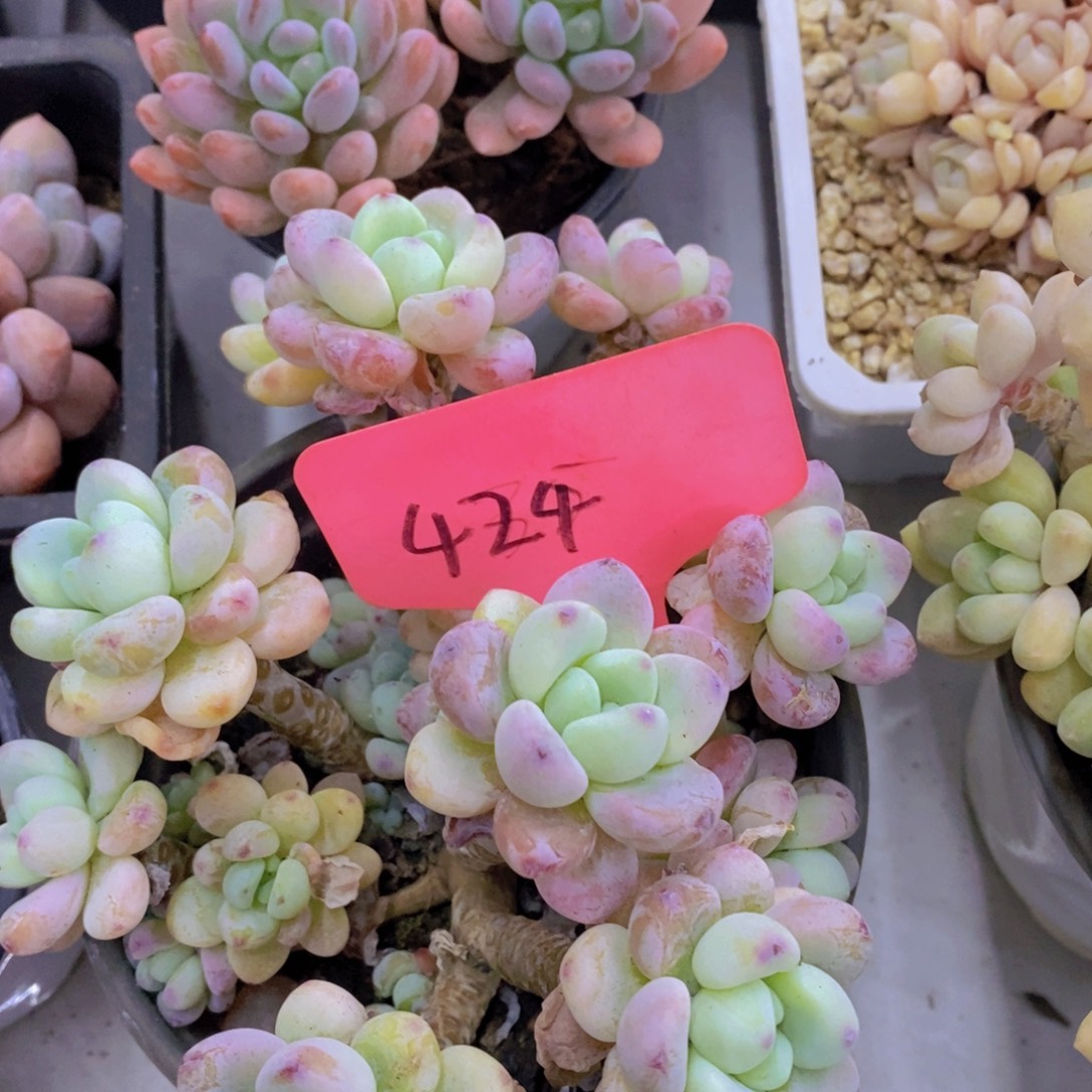 多肉植物，一物一拍，第5场