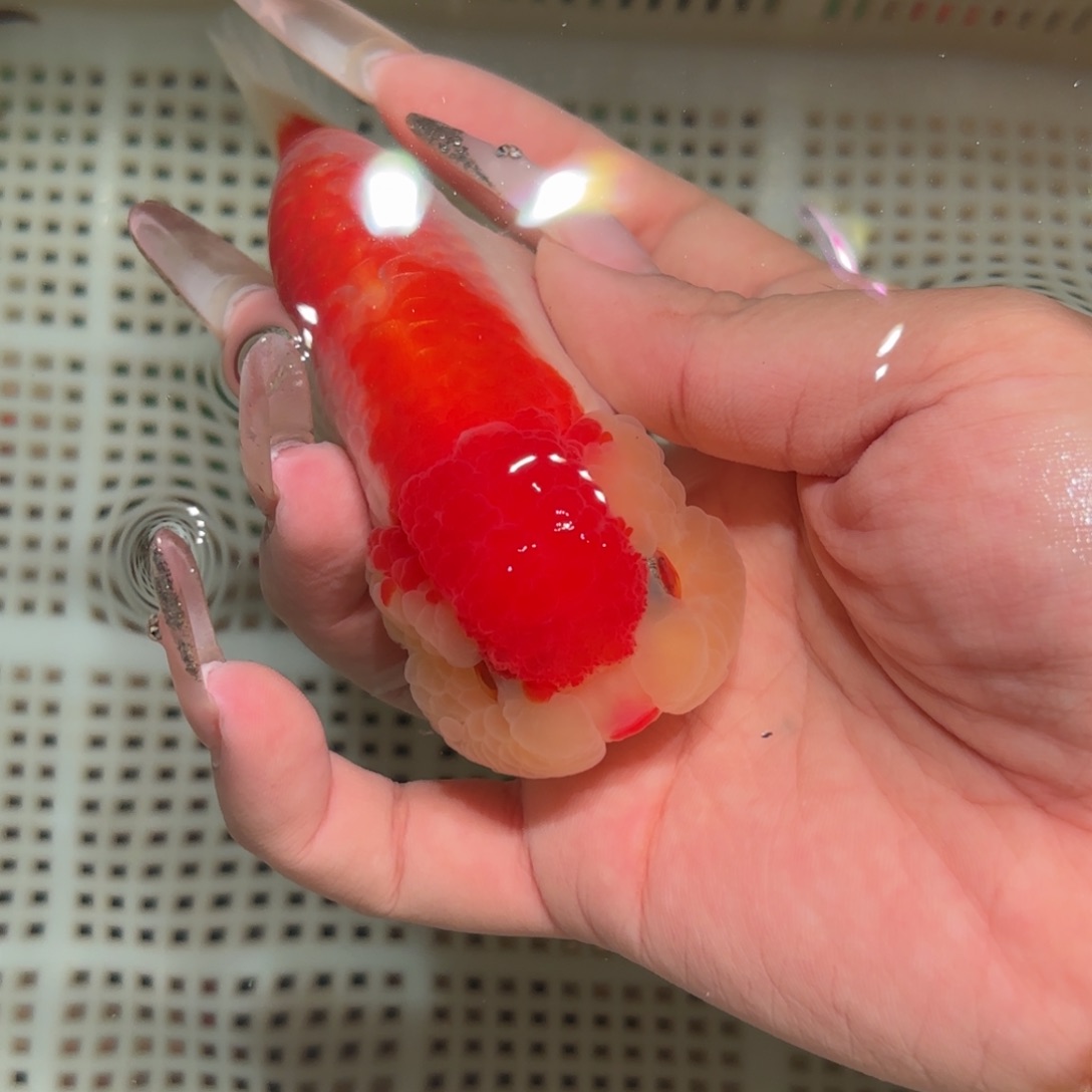 艾***¹金鱼拍包装包邮，不该包装运费到付
