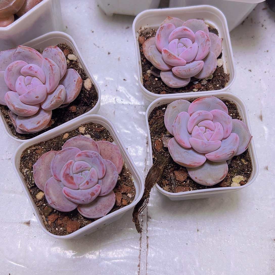 韩版奶茶2盆5.5厘米盆正版